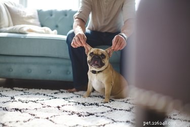 Potřebuje váš pes test sluchu?