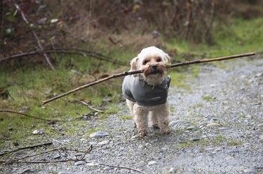 Kdy potřebují psi nosit kabáty?