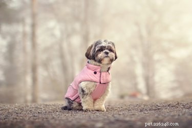 Когда собакам нужно носить пальто?