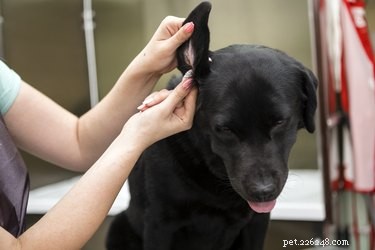Jak čistit svým psům uši a jak často to dělat