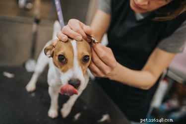 Как чистить уши собаке и как часто это делать