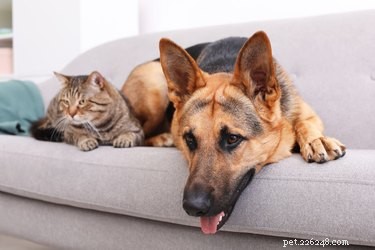 Os sintomas e tratamento de um cão ou gato com alergias