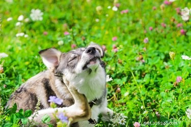 De symptomen en behandeling van een hond of kat met allergieën