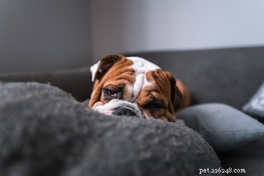 Что такое вишневый глаз у собак?
