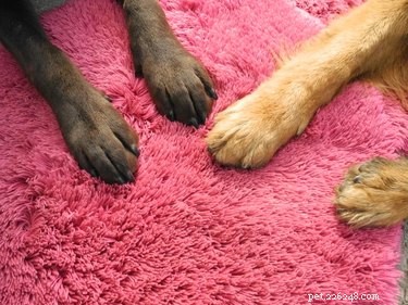 Почему ноги моих собак пахнут фритосом?