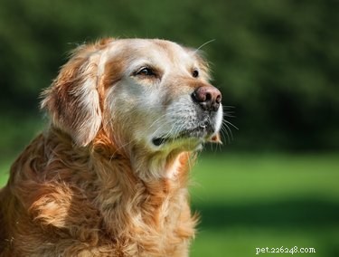 Hur man hjälper en hund med demens