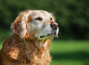 認知症の犬を助ける方法 