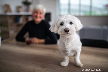 Hoe een hond met dementie te helpen