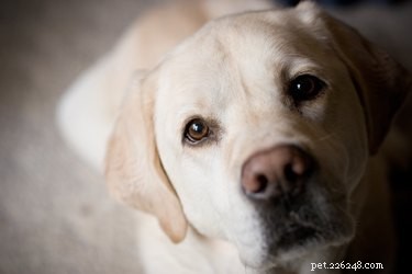 Como ajudar um cão com demência