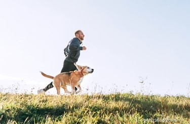 De quanto exercício um cão precisa todos os dias?