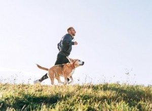 De quanto exercício um cão precisa todos os dias?