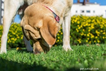 Quanto è buono l olfatto del cane?