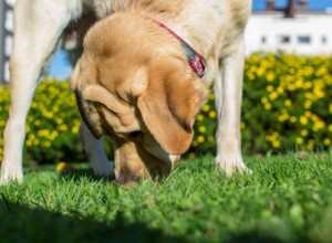 Quão bom é o olfato de um cachorro?