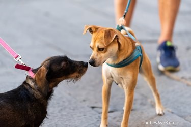 犬の嗅覚はどれくらい良いですか？ 