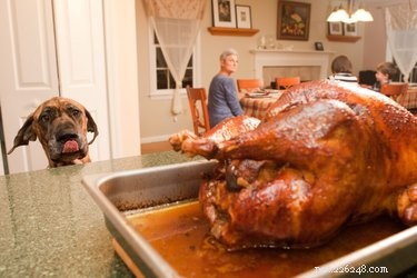 Come impedire educatamente agli ospiti di dare da mangiare al cane durante le festività natalizie