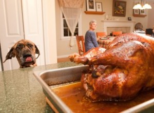 Как вежливо запретить гостям кормить вашу собаку в этот праздничный сезон