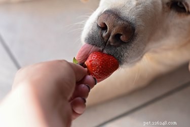 Hoe u kunt voorkomen dat gasten uw hond eten geven tijdens de feestdagen
