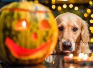Jak dát své kočce nebo psovi bezpečný a šťastný Halloween