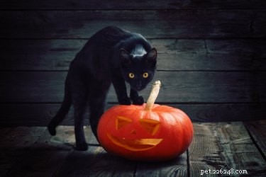 Jak dát své kočce nebo psovi bezpečný a šťastný Halloween