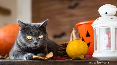 Come regalare al tuo gatto o cane un Halloween sicuro e felice