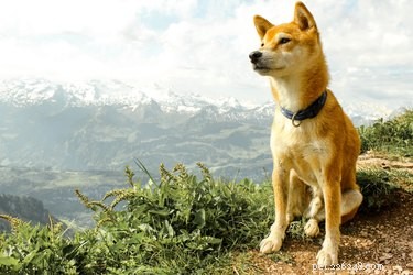 Como as altas altitudes afetam os cães?