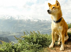 Jak vysoké nadmořské výšky ovlivňují psy?