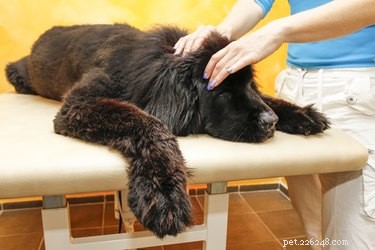 Behöver din hund massage? Prova dessa bästa tekniker som du kan göra hemma
