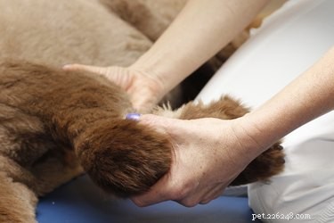 Heeft uw hond een massage nodig? Probeer deze toptechnieken die u thuis kunt doen