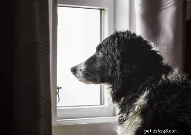 Bästa CBD-olja för hundar 2019:Recensioner av de främsta varumärkena och CBD-produkterna för hundar