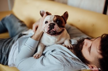 I cani fanno bene alla salute umana? Ecco i comprovati vantaggi di avere un cane
