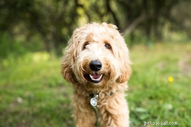 Cyklospora u psů:Příznaky, příznaky a diagnostika