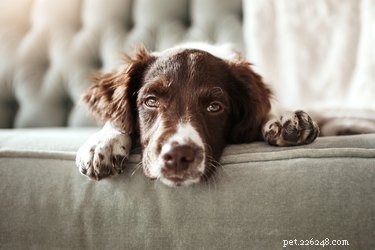 犬のサイクロスポーラ：徴候、症状および診断 
