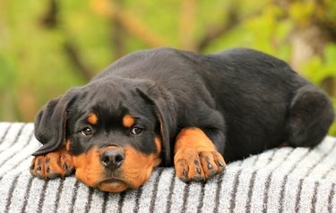 Cyclospora hos hundar:tecken, symtom och diagnos