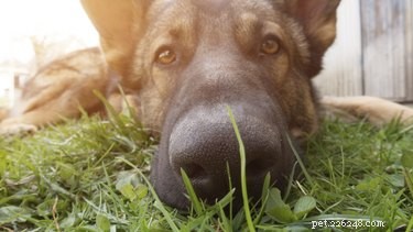 Cysticercose (vossenlintworm) bij honden:symptomen, oorzaken en diagnose