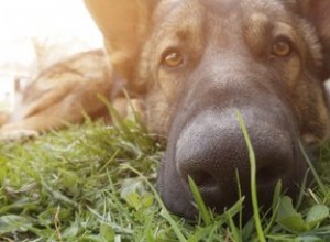 犬の嚢虫症（Fox Tapeworm）：症状、原因、診断