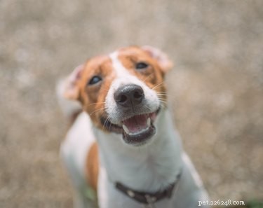 Цистицеркоз (лисий цепень) у собак:симптомы, причины и диагностика