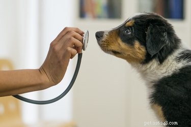 Sporotricosi nei cani:segni, sintomi e trattamento