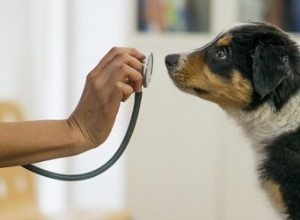 Споротрихоз у собак:признаки, симптомы и лечение