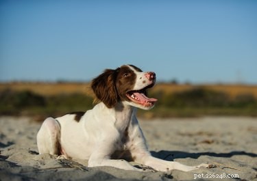 Sporotrichóza u psů:příznaky, příznaky a léčba