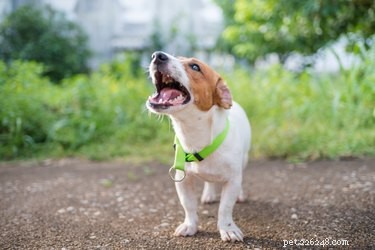 Sporotrikos hos hundar:tecken, symtom och behandling