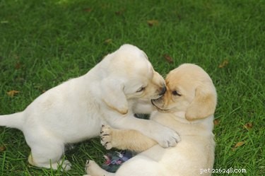 Varför håller hundar alltid munnen öppen?