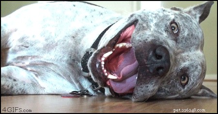 Varför håller hundar alltid munnen öppen?