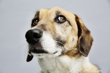 Tekenen en symptomen van blastomycose bij honden