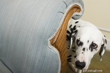 Tekenen en symptomen van blastomycose bij honden