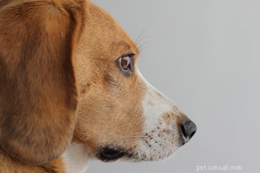 Strongyloides em cães:sinais, sintomas e tratamento de nematóides parasitas