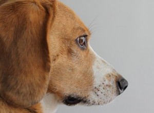 Strongyloides u psů:Příznaky, příznaky a léčba parazitických háďátek