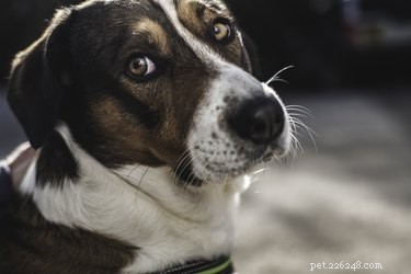 Strongyloides em cães:sinais, sintomas e tratamento de nematóides parasitas