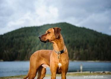 Q horečka u psů:příznaky, příznaky a léčba