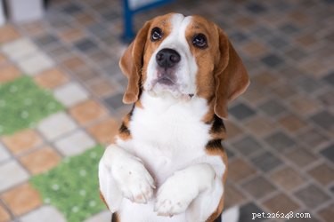Q-koorts bij honden:tekenen, symptomen en behandeling