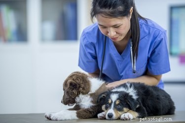 Kryptokocker hos hundar:tecken, orsaker, diagnos och behandling